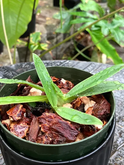 Paphiopedilum charlesworthii (Paphiopedilum)