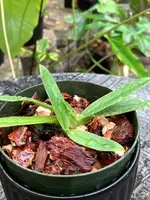 Paphiopedilum Charlesworthii forma alba