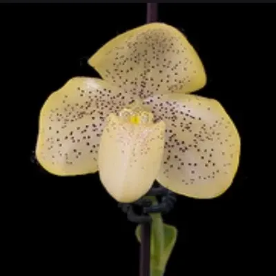 Paphiopedilium concolor var chlorophyllum (Paphiopedilum)