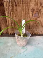 Mormodes (buccinator 'Golden Green' x badia 'SVO Yellow')