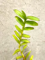 Pelatantheria rivesii | Vanda Relative | SapphireChild Orchids