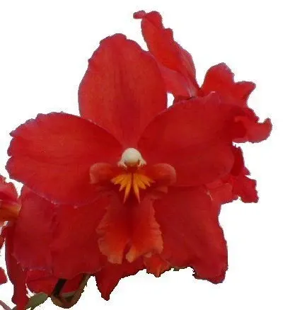 Odontoglossum ELAINE'S FIRE