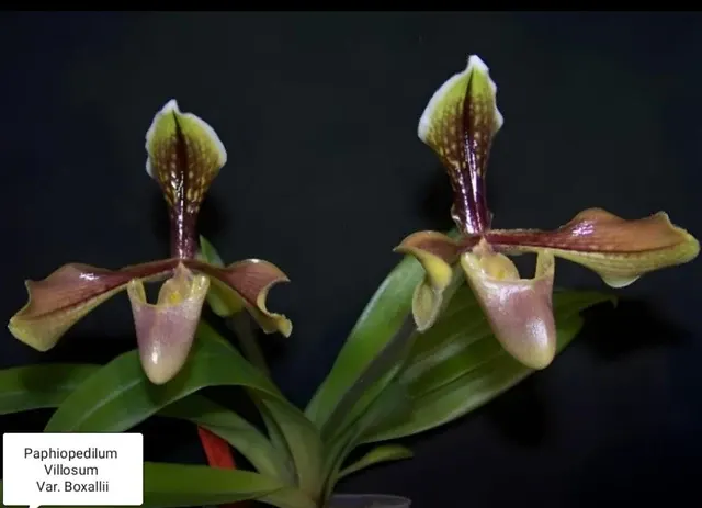 Paphiopedilum villosum var. boxallii (Paphiopedilum)