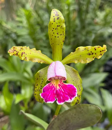 Cattleya schilleriana v semi-alba 'Queen Emeraldas'