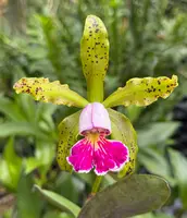 Cattleya schilleriana v. semi-alba 'Queen Emeraldas' AM/AOS