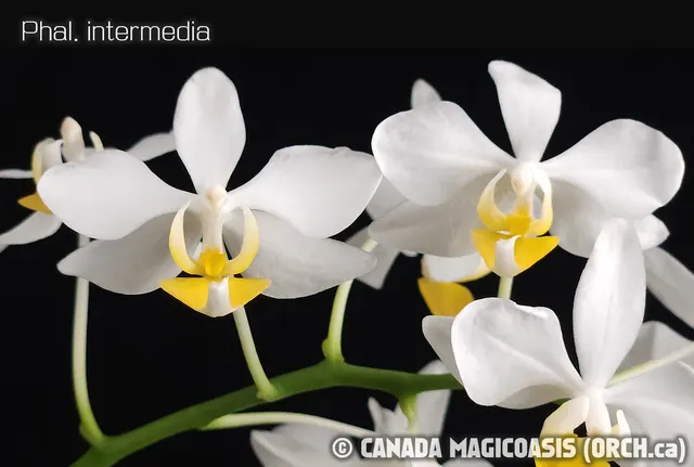 Phalaenopsis intermedia (Phalaenopsis)