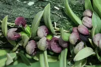 Pleurothallis sarracenia