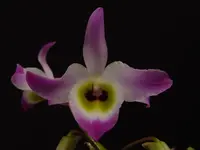 Dendrobium findlayanum v. oculatum
