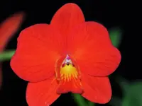 Cattleya Chief Gem 'Red Jewel'