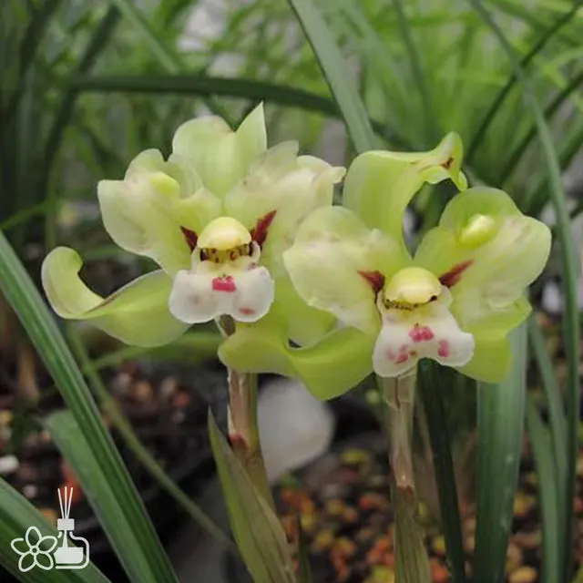 Cymbidium goeringii 'YU-CHAN'