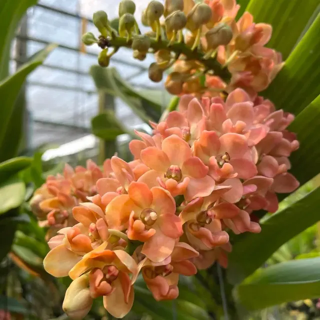 Rhynchostylis gigantea 'Orange Peach' (Rhynchostylis)