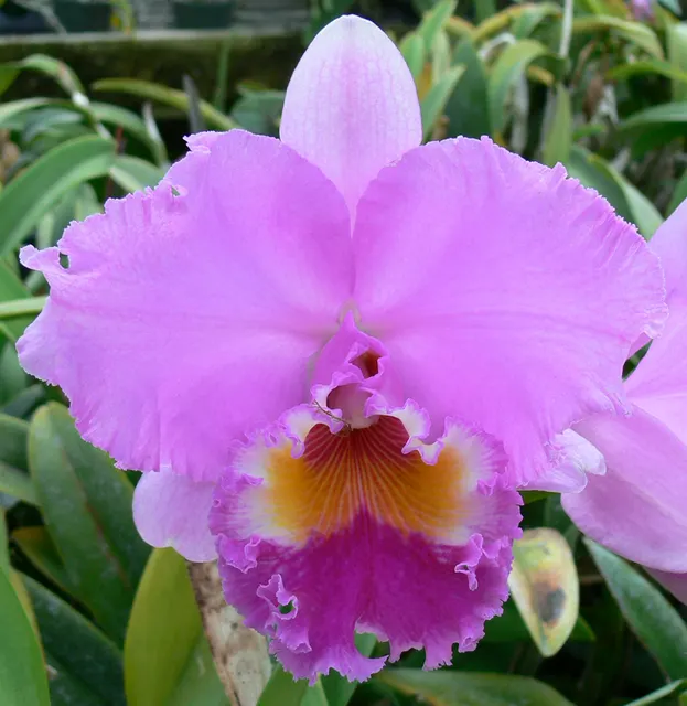 Brassolaeliocattleya Sylvia Fry 'Supreme' (Brassolaeliocattleya)