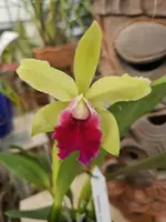 Cattleya Small World x Triumphans (5″ pot)