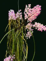 Seidenfadenia mitrata