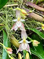 Bulbophyllum ambrosia 'Orchid Dynasty'