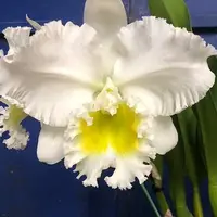 Rhyncholaeliocattleya Burdekin Wonder 'LakeLand' AM/AOS 4.0" Fragrant