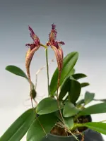Bulbophyllum Doris Dukes (fascinator x rothschildianum)