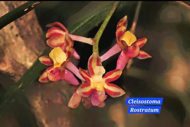 Cleisostoma Rostratum (Cleisostoma)