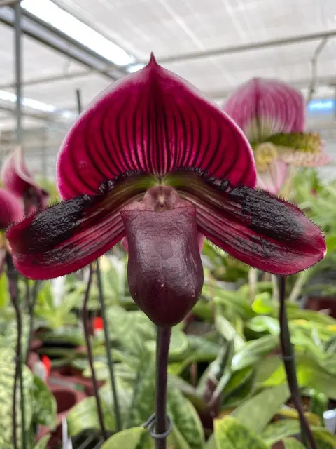 Paphiopedilum HSINYING LEXUS (Paphiopedilum)