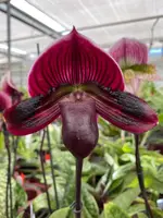 Paphiopedilum HSINYING LEXUS (Impulse x Pulsar)