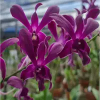 Dendrobium Ceasar Red