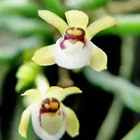 Taeniophyllum
