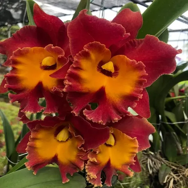 Rhyncholaeliocattleya Siam Red 'No.-2' (Rhyncholaeliocattleya)