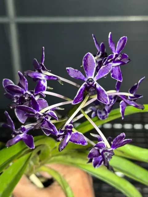 Vandachostylis Pinky AM/AOS 'Violet Queen' (Vandachostylis)