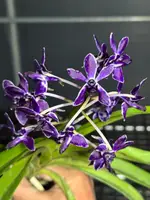 Vandachostylis Pinky 'Violet Queen' AM/AOS