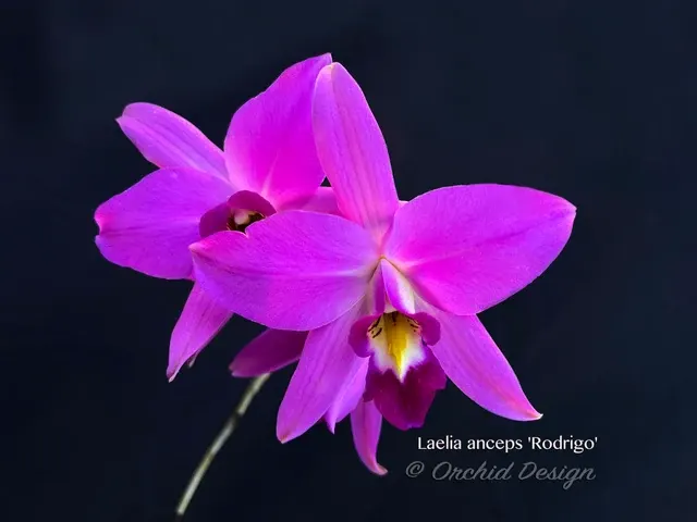 Laelia anceps 'Rodrigo x self' (Laelia)