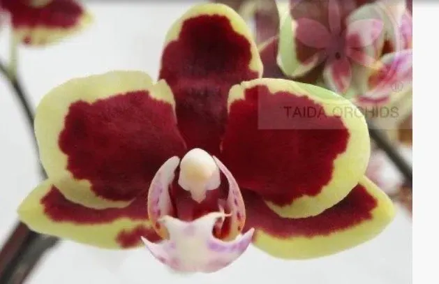 Phalaenopsis Lioulin Sparrow 'Taida Violet Butterfly'