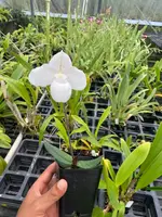 Live Paphiopedilum Niveum x Sib Orchid ( hshyng x tan san ) Rare Plant 4" Pot Blooming Size from Hawaii