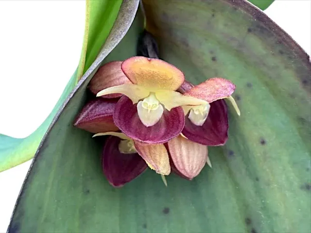 Pleurothallis cyanea (Pleurothallis)