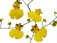 Oncidesa Sweet Sugar 'Lemon Drop'