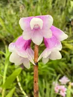 Dendrobium obtusum (concavissimum)