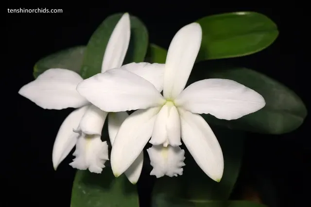 Cattleya violacea f. alba