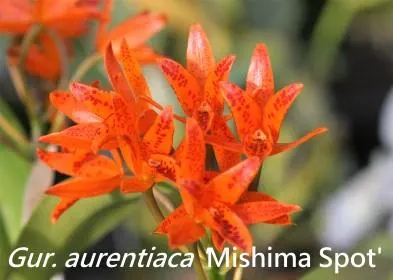 Cattleya aurantiaca 'Mishima Spot' (Cattleya)