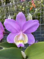 Cattleya loddigesii (‘Spitskop’ x ‘Highlands’ FCC/SAOC) — Mounted