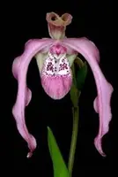 Phragmipedium Ingrid Portilla (kovachii x warscewiczianum)