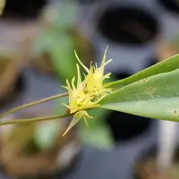 Pleurothallis ruscifolia
