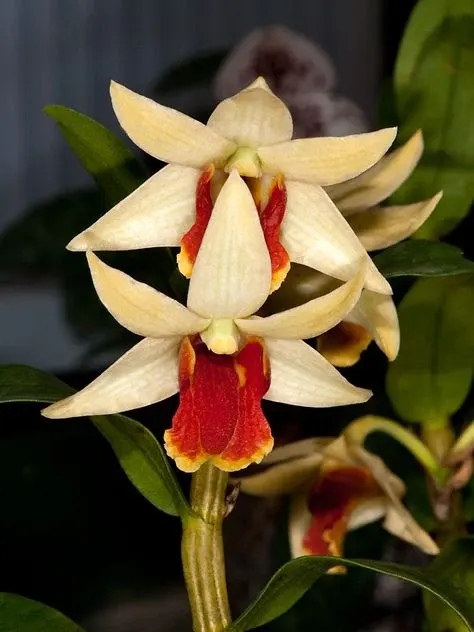 Dendrobium suzuki x sib (Dendrobium)