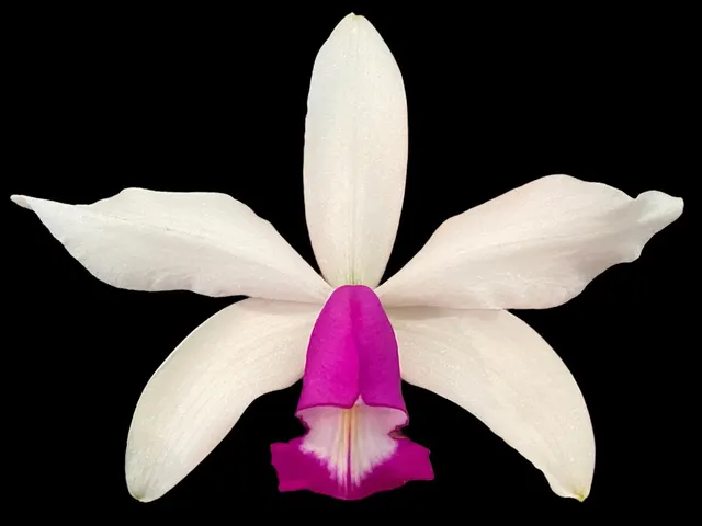 Cattleya violacea semi-alba × sib