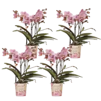 COMBI DEAL – 4 oud roze Treviso orchideeën