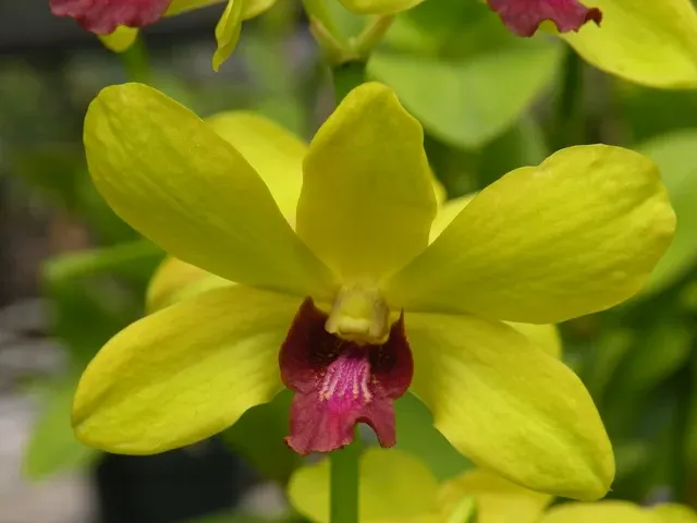 Dendrobium Thongchai Gold 'Luxana'