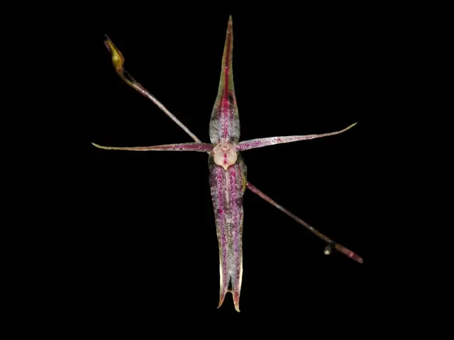 Andinia pogonion (Andinia)