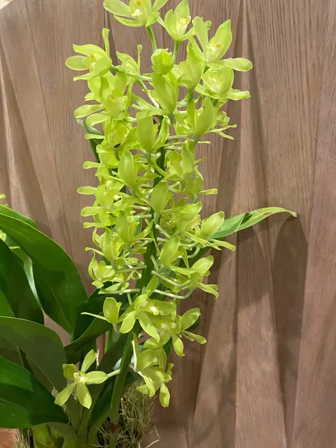 Grammatophyllum (Tiger Paw x scriptum ‘Citrinum’) x scriptum ‘Citrinum’