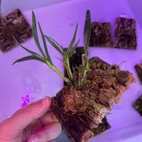 Dendrobium pentapterum