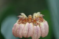 Bulbophyllum roxburghii ‘Elite’s 1st’