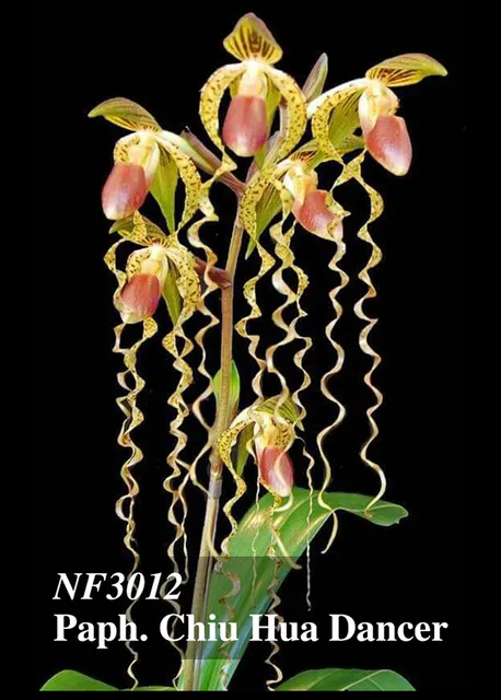 Paphiopedilum Chiu Hua Dancer (Paphiopedilum)