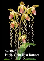Paph. Chiu Hua Dancer ', Note: Limited' (gigantifolium ' Huar Jin' x sanderianum ' Haur Jin #1 ')